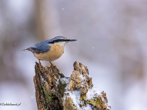 Kowalik (ang. Wood nuthatch, łac. Sitta europaea) - 0281- Fotografia Przyrodnicza - WlodekSmardz.pl