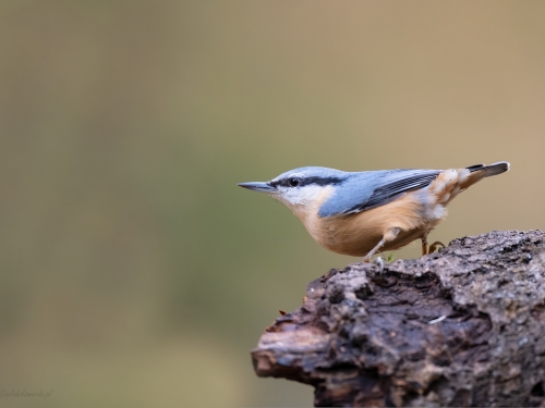 Kowalik (ang. Wood nuthatch, łac. Sitta europaea) - 4148- Fotografia Przyrodnicza - WlodekSmardz.pll