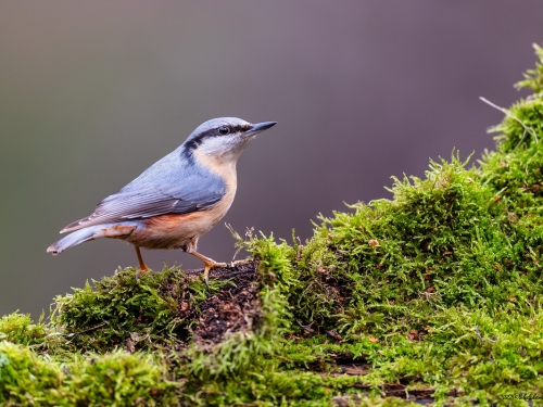 Kowalik (ang. Wood nuthatch, łac. Sitta europaea) - 3119- Fotografia Przyrodnicza - WlodekSmardz.pll