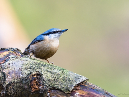 Kowalik (ang. Wood nuthatch, łac. Sitta europaea) - 2019 - Fotografia Przyrodnicza - WlodekSmardz.pl