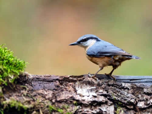 Kowalik (ang. Wood nuthatch, łac. Sitta europaea) - 7346 - Fotografia Przyrodnicza - WlodekSmardz.pl