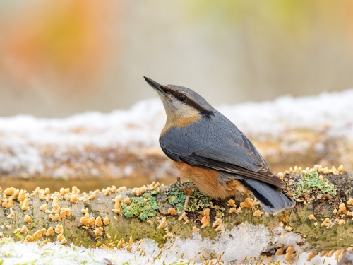 Kowalik (ang. Wood nuthatch, łac. Sitta europaea) - 5988 - Fotografia Przyrodnicza - WlodekSmardz.pl