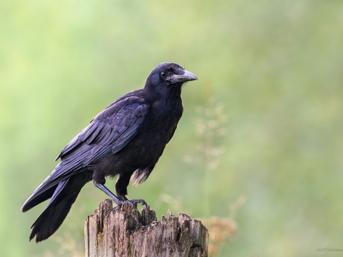 Kruk (ang. Common Raven, łac. Corvus corax) - 9524- Fotografia Przyrodnicza - WlodekSmardz.pl