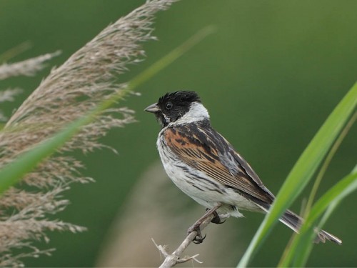 Potrzos (ang. Reed Bunting, łac. Emberiza schoeniclus)- Fotografia Przyrodnicza - WlodekSmardz.pl