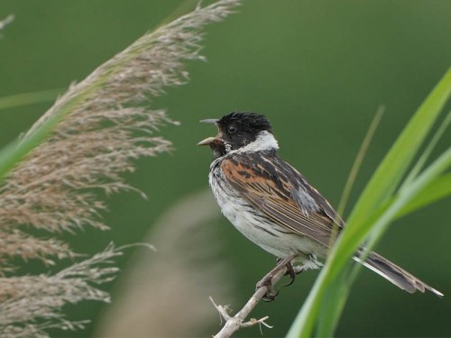 Potrzos (ang. Reed Bunting, łac. Emberiza schoeniclus)- Fotografia Przyrodnicza - WlodekSmardz.pl