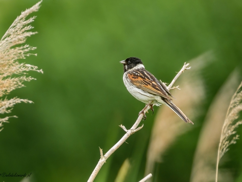 Potrzos (ang. Reed Bunting, łac. Emberiza schoeniclus)- 0114- Fotografia Przyrodnicza - WlodekSmardz.pl