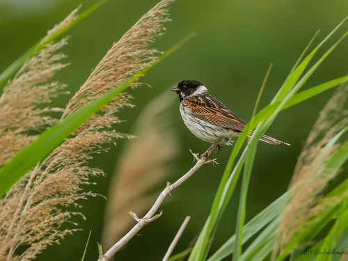 Potrzos (ang. Reed Bunting, łac. Emberiza schoeniclus)- 0040- Fotografia Przyrodnicza - WlodekSmardz.pl