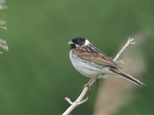 Potrzos (ang. Reed Bunting, łac. Emberiza schoeniclus)- Fotografia Przyrodnicza - WlodekSmardz.pl