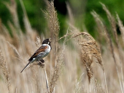 Potrzos (ang. Reed Bunting, łac. Emberiza schoeniclus)- Fotografia Przyrodnicza - WlodekSmardz.pl